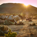 Flinders Ranges October 2015