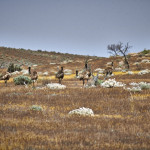 Flinders Ranges October 2015